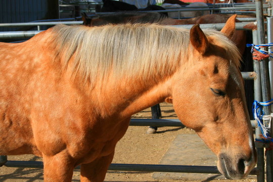光Brown Horse