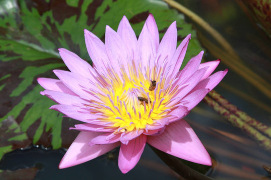 紅蓮與蜜蜂