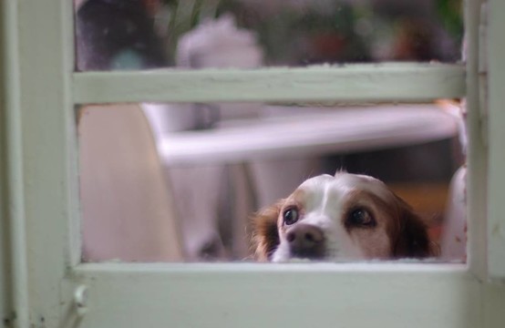 狗