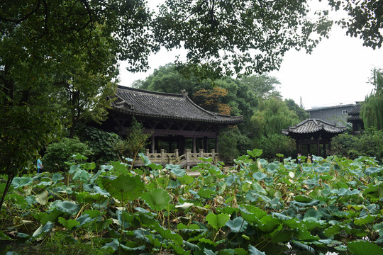 浙江紹興 沈園 殘荷