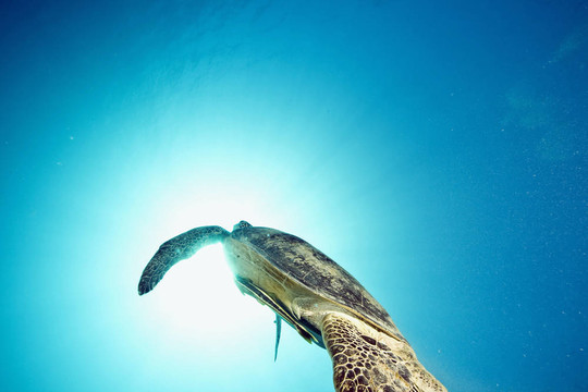 雄性綠海龜
