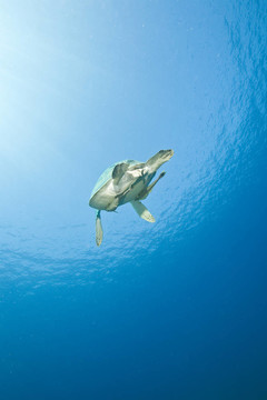 雌性綠海龜