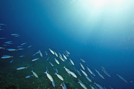 海洋和魚