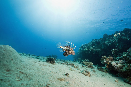 獅子魚