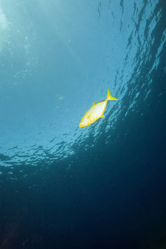 海洋和魚(yú)