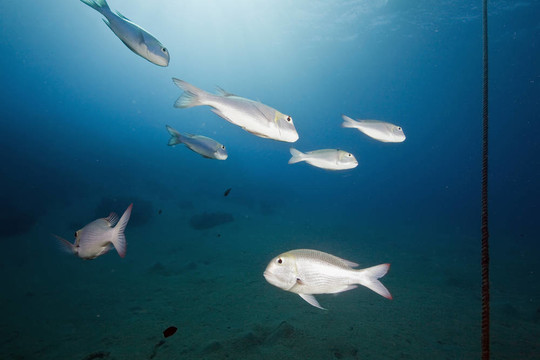 海洋和魚