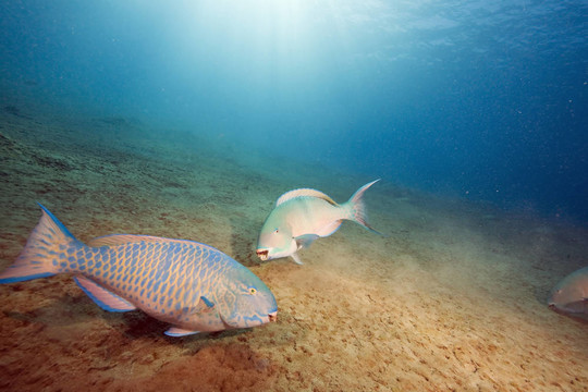 鸚嘴魚