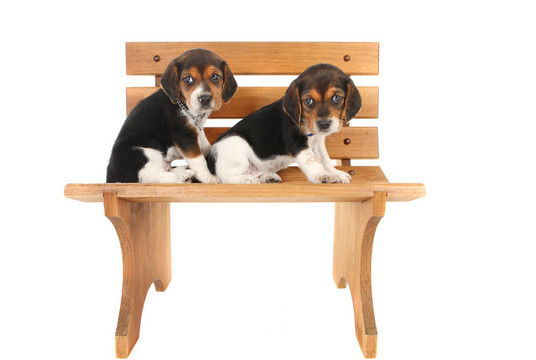 Beagle犬的長凳上