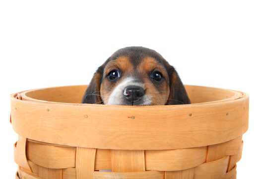 小獵犬在一個籃子里