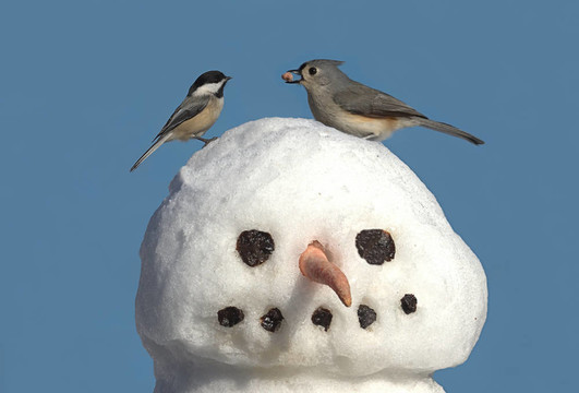 兩個(gè)鳥在一個(gè)雪人
