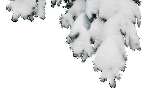 冰雪覆蓋松樹的細節(jié)