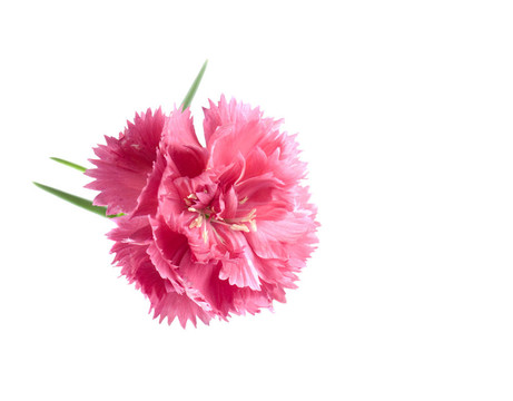 情人節(jié)鮮花背景粉色康乃馨