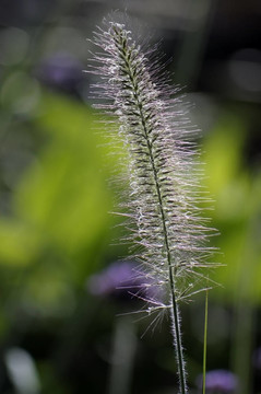 綠色植物