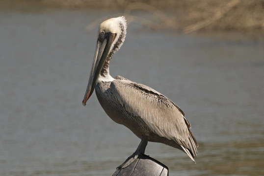 Brown pelican休息