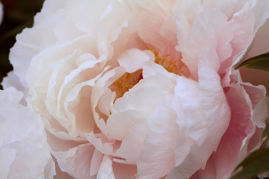 Paeony（Paeonia厚樸）