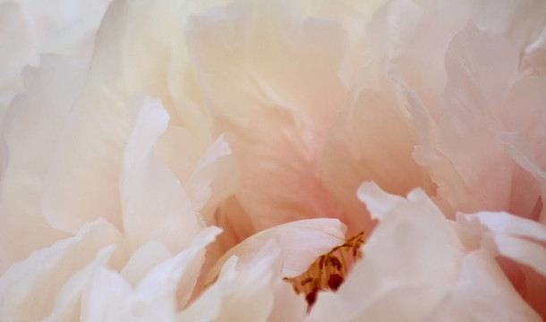 Paeony（Paeonia厚樸）