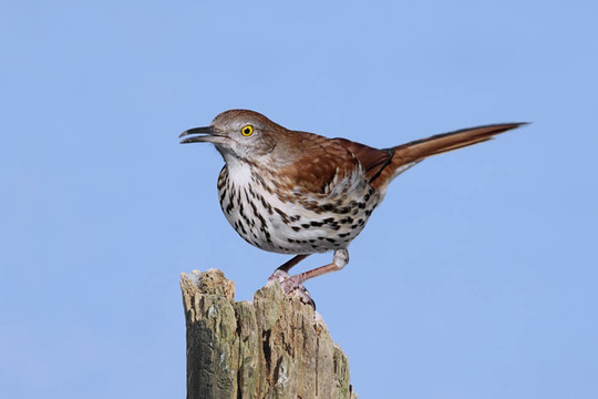 在一個樹樁Brown Thrasher