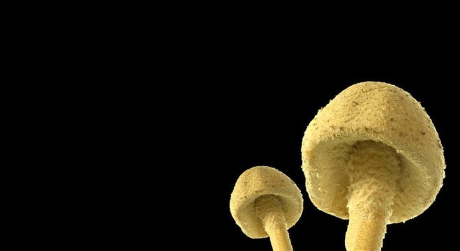 羊肚菌菌菇
