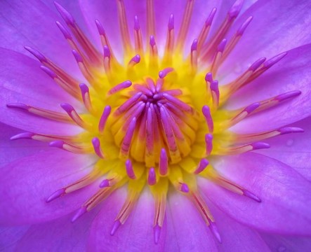 光明蓮花