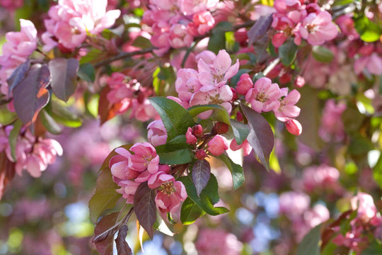公園里的櫻桃樹