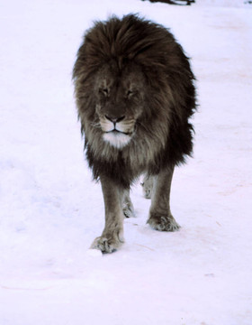 男性h-38獅子；