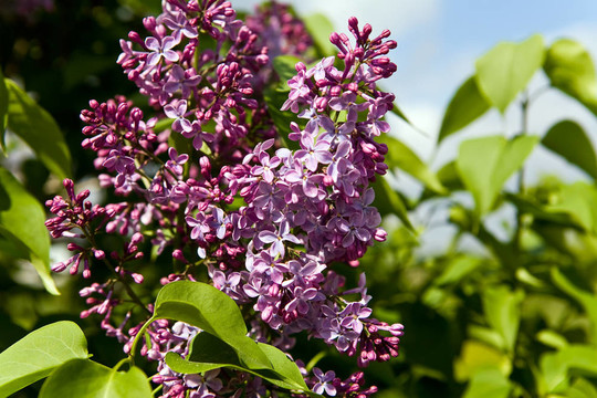 丁香花