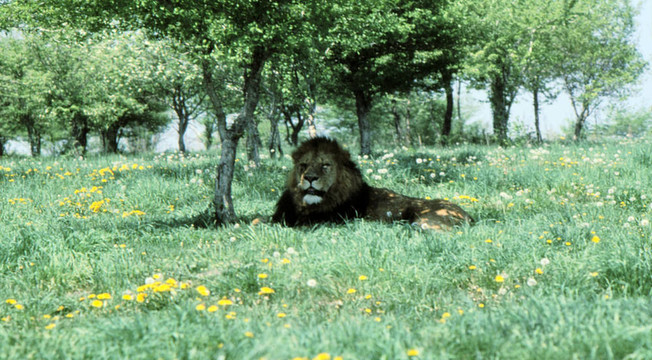 在樹(shù)蔭h-36雄性獅子；