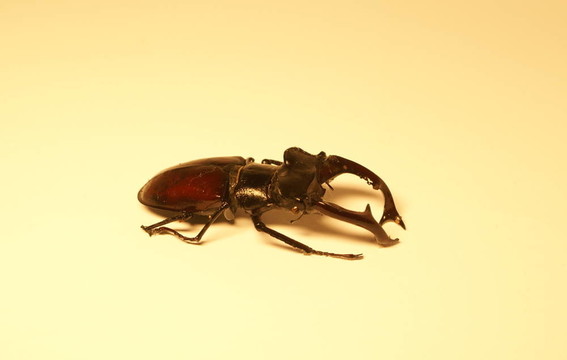 鹿角甲蟲(chóng)