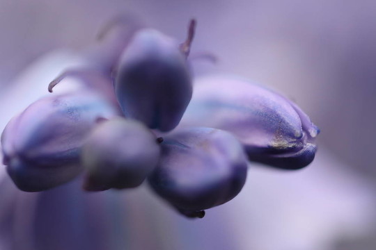 風鈴草