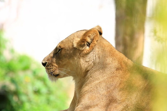 獅子
