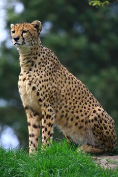 獵豹