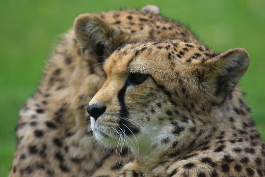 獵豹