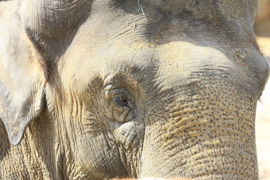 Elefant