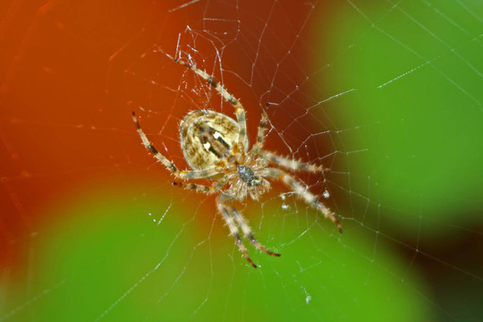 十字園蛛（Araneus diadematus）