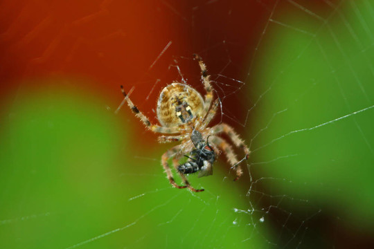 十字園蛛（Araneus diadematus）