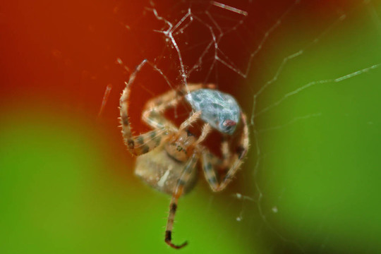 十字園蛛（Araneus diadematus）