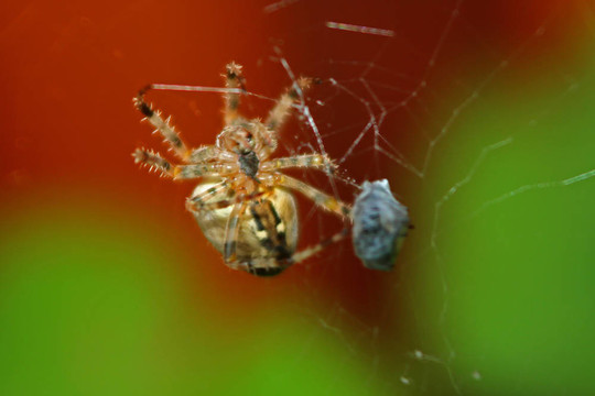 十字園蛛（Araneus diadematus）