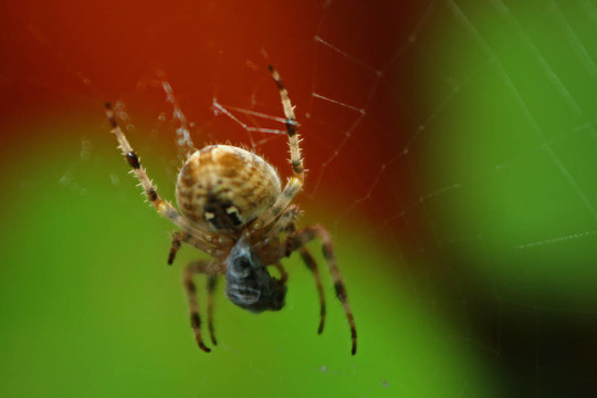 十字園蛛（Araneus diadematus）
