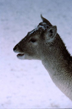Fallow Deer（鹿）頭h-129
