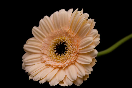 雛菊