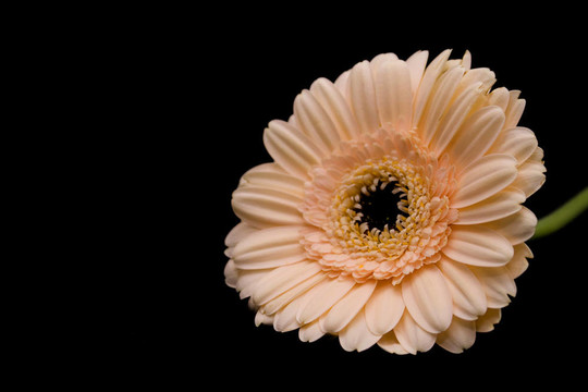 雛菊