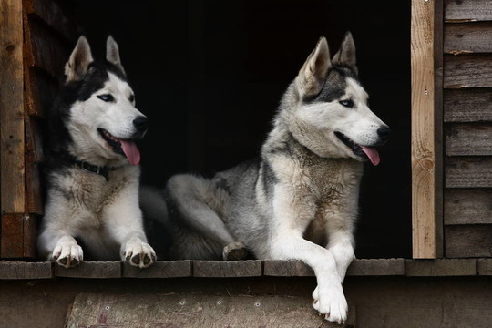 哈士奇犬