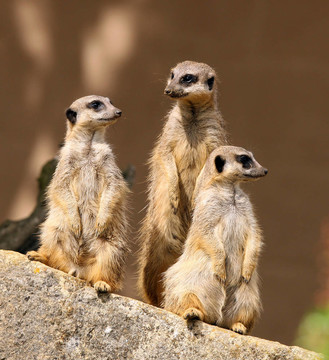meercats