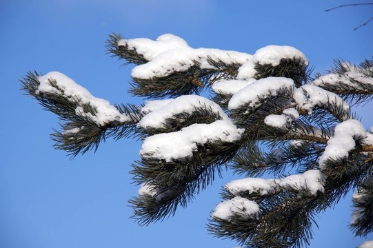 在spruse雪