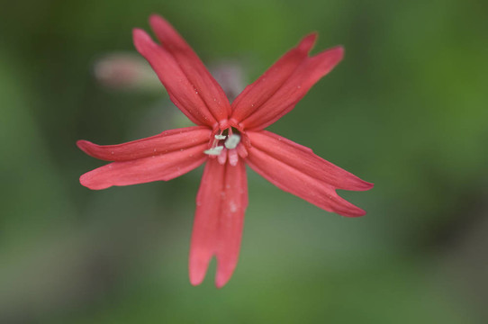 花；火粉紅