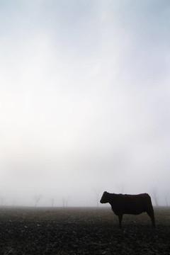 雾中的牛