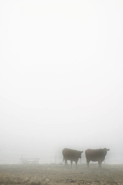 奶牛在霧