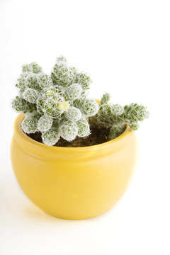 仙人掌Flower