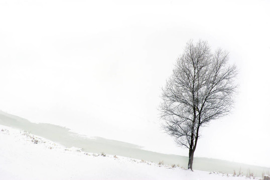 雪樹