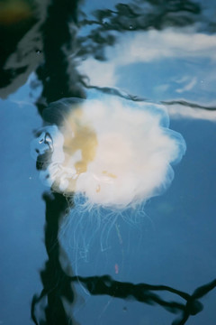 水母